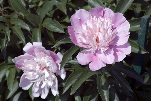 rose Peony on green background