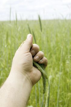 Holding a green wheat. Not grow ripe wheat.

