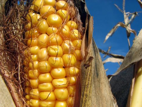 Closeup of a corn cob in the cornfield.