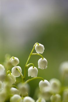 Lily of the valley