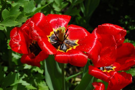 red tulips in sun on green