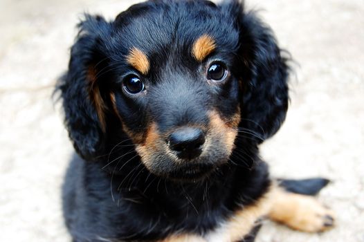 cute puppy looking at you