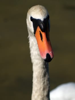portrait the adult swan in the lake