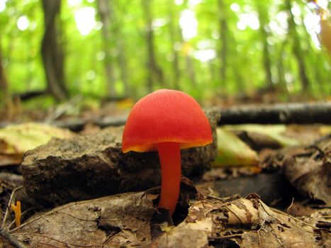 Close-up of a shiny and tiny red mushroom in the woods.