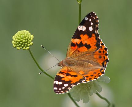 Painted Lady Butterfly on Flower