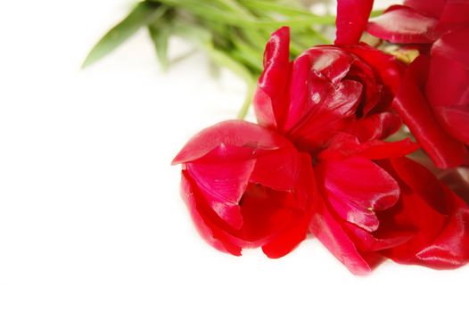 bouquet of red tulips isolated on white