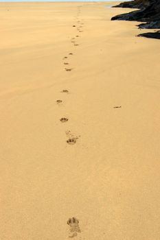 dog tracks on a deserted irish beach in ballybunion ireland