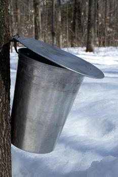 Maple syrup season. Metal bucket used to collect sap of maple tree for maple syrup production.