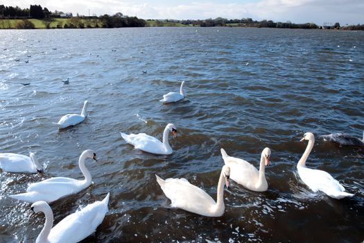 swans gliding elegantly on the lakes edge in the shimmering sunlight