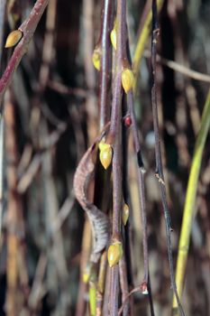 willow twigs budding and near time for growth
