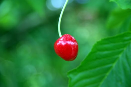 Fresh Cherries