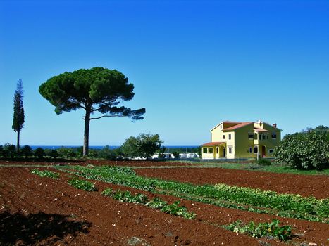 single homestead with a stone-pine