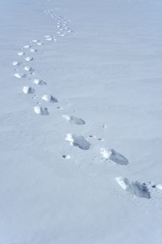 Footprints in the snow making a wavy path.