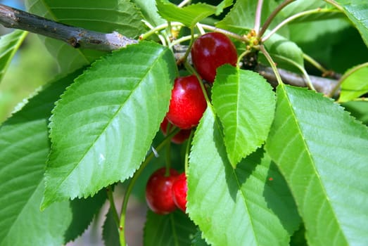 Fresh Cherries