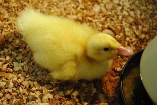 Yellow newborn duckling pet feeding in a farm