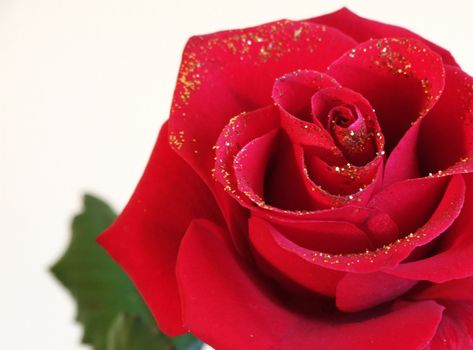 Red rose covered with golden brocade