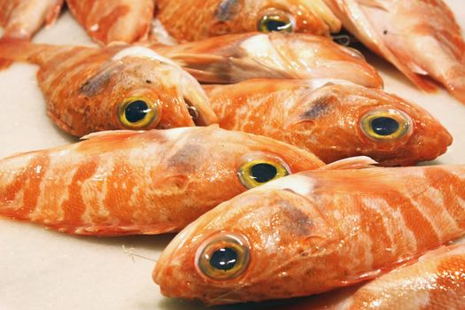 Pollicos on display in a fish market in Spain.