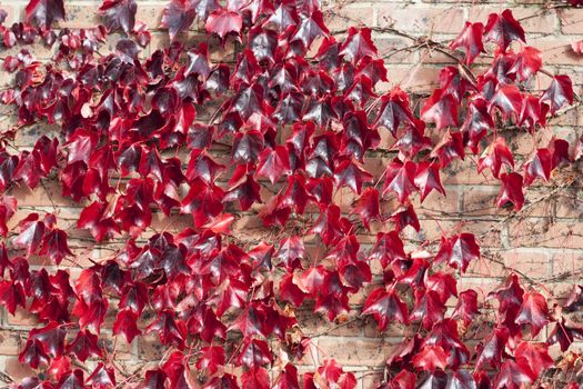 Brick wall covered with autumn red vine creaper leaves