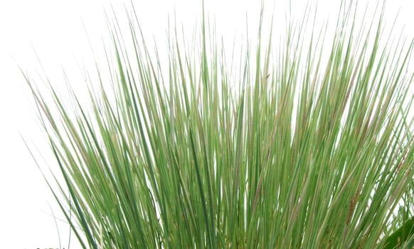 Green grass isolated on white