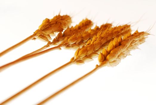 Wheat with warm colors isolated on white stock photo