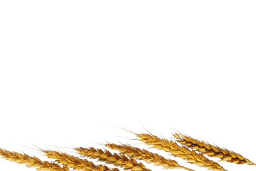 Wheat ears with space for text isolated on white stock photo
