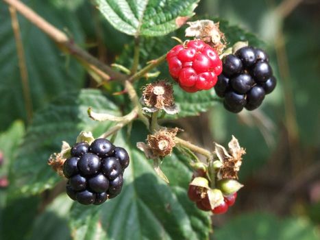 Black and red blackberries on bush