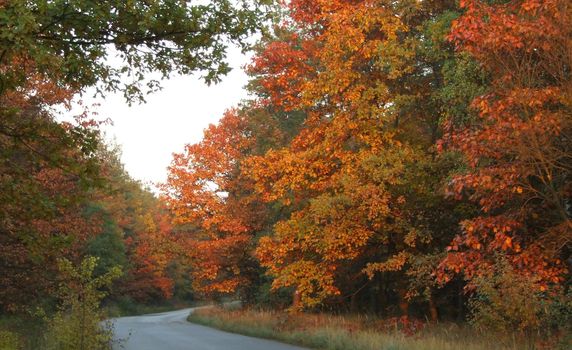 Road thru colourful forest in autumn