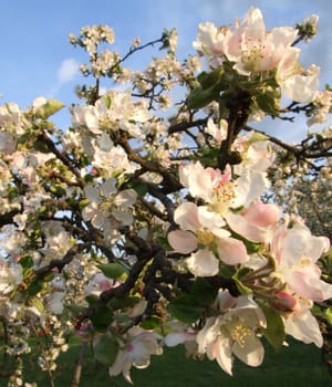 Closeup of white and pink apple-tree flowers in the spring 