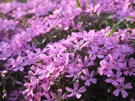 Field of pink spring flowers