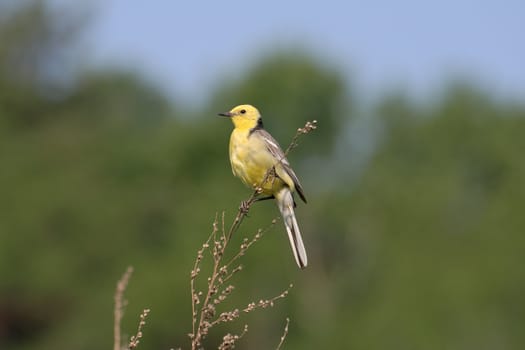 Yellow Wagtail on a beautiful green background