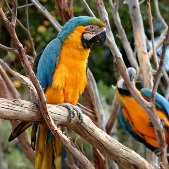 The Blue-and-yellow Macaw (Ara ararauna), also known as the Blue-and-gold Macaw, is a member of the macaw group of parrots which breeds in the swampy forests of tropical South America from Panama south to Brazil, Bolivia, Paraguay and Trinidad. It is an endangered species in Trinidad.
