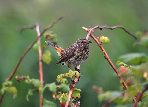 Small Song Thrush sitting on a branch