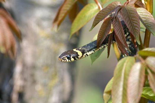 Snake on a tree branch