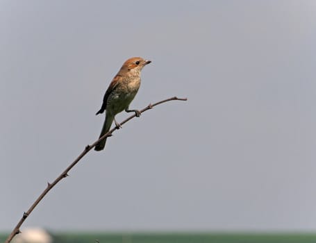 Bird (shrike) sitting on a branch