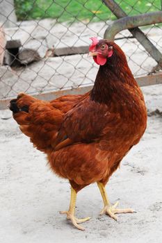 A brown hen at the farm