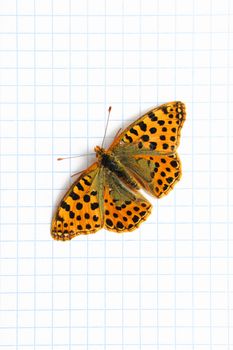 Butterfly on the sheet of paper