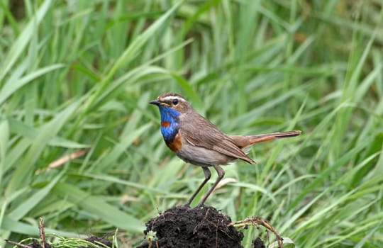 The bird (Luscinia svecica, bluethroat) stands on the ground