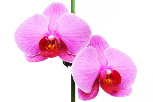Flowers of orchid