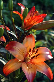 Orange lilys  in the garden