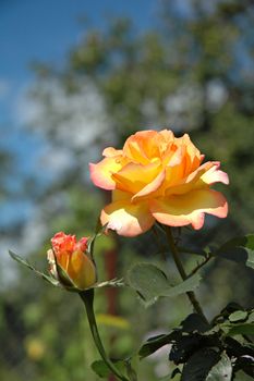 Yellow and pink rose in the garden