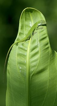 This is a Green Anole warming their self on a leaf.