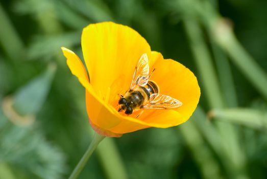 The bee collects nectar on a yellow flower
