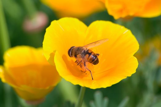 The bee collects nectar on a yellow flower