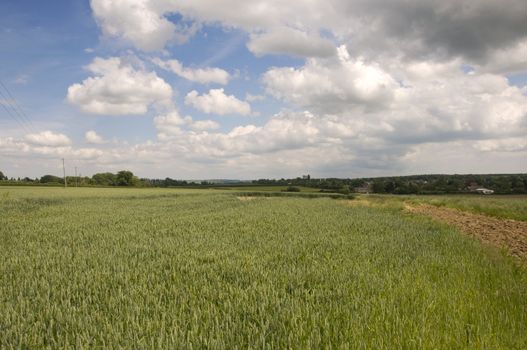 Wheat fields in summer with a cloudy sky