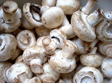 Some mushrooms: agarics