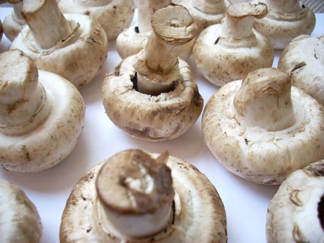 Some mushrooms: agarics