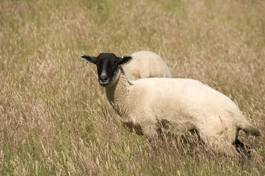 Two sheep grazing in the long grass