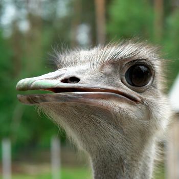 Attentive ostrich. The head close up.