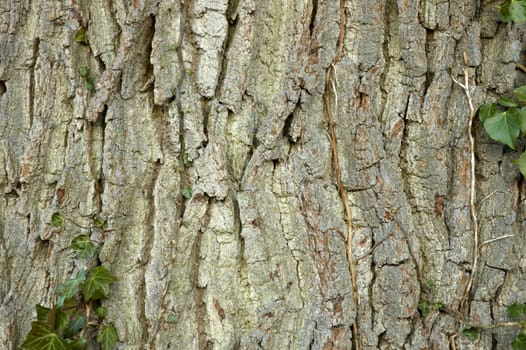 Textured tree bark with some ivy