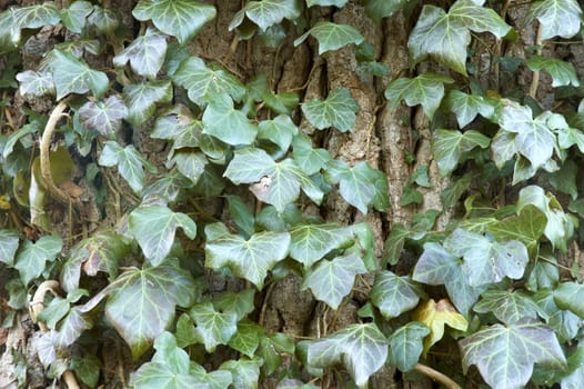 Ivy on a trre trunk